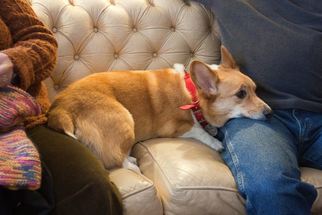 Percy lounging on the couch.